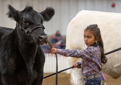 Cow being shown by young girl at Ag Ex