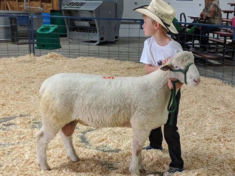 MB AG EX 2022 young Sheep Show exhibitor